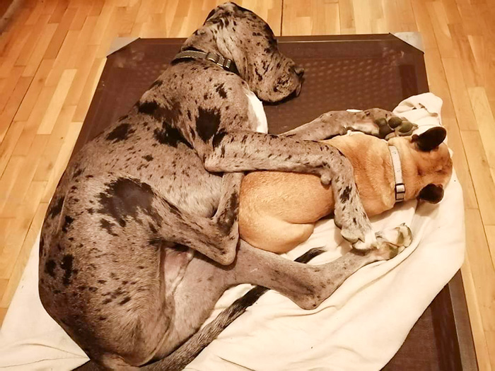doga a maly